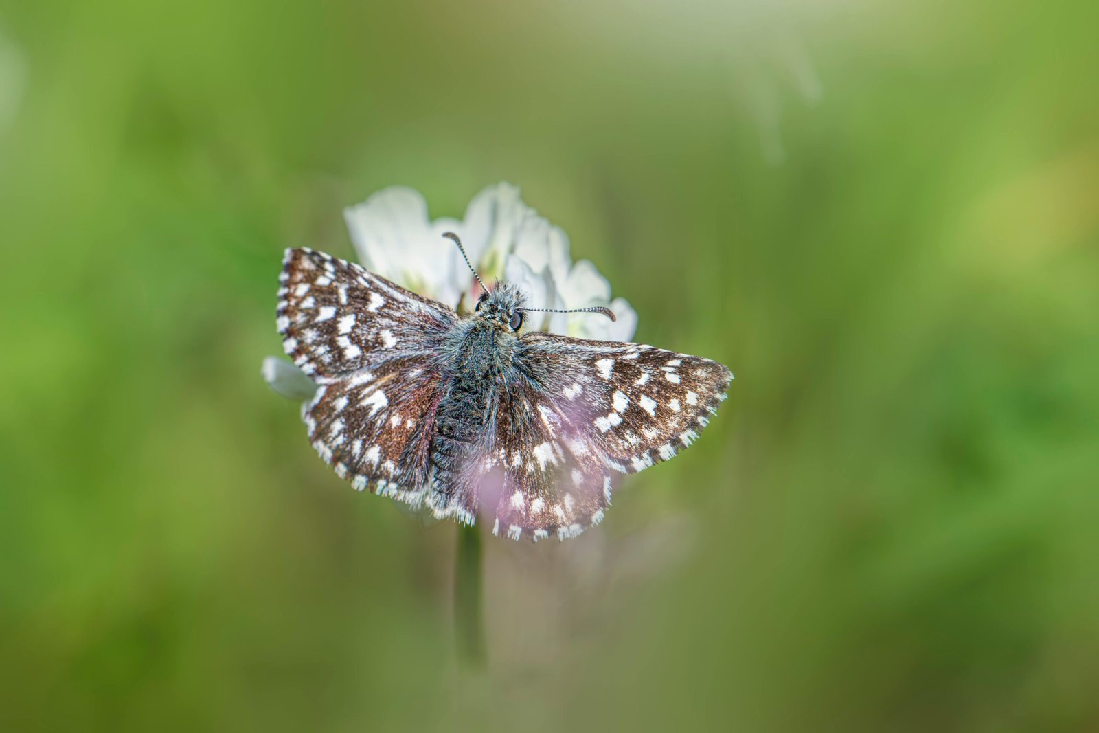 Role-Specific Playstyles